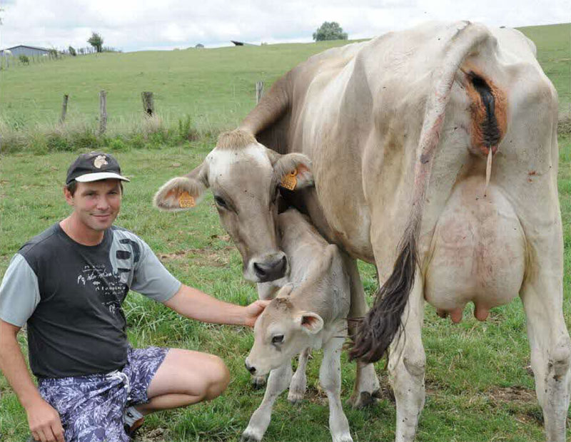 Cyrille Plongué - Elevage bovin, vaches laitières et allaitantes