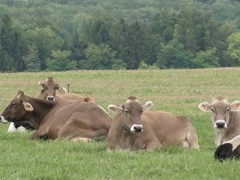 Ferme de la Maie, un troupeau de vaches Brunes